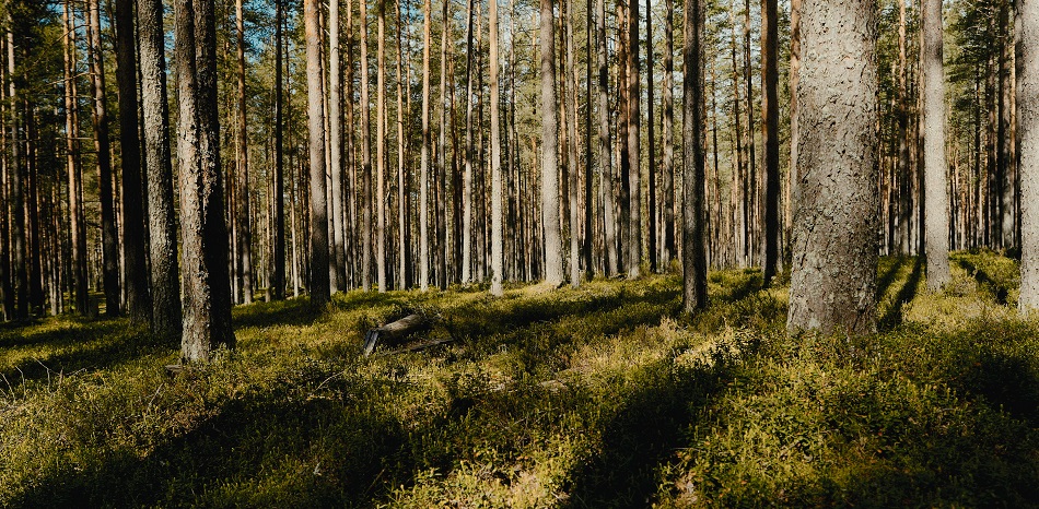 фото: Мичурино парк